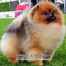 博美茶杯犬饲养