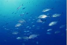海水为什么有小瓜虫