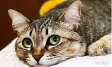 猫咪打架伤到眼睛