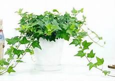 藤蔓植物与风水的关系